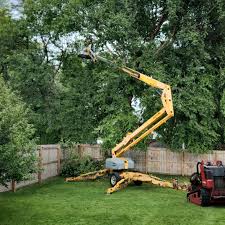 Professional  Tree Services in Dumas, AR